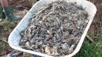 KUBURAN Banjar Sema, Desa Pering, Blahbatuh, tempat dikuburnya ribuan burung pipit. Foto: ist KUBURAN Banjar Sema, Desa Pering, Blahbatuh, tempat dikuburnya ribuan burung pipit. Foto: ist