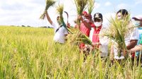 Panen M70D Kelating - ist