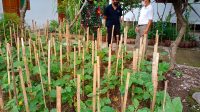 LAHAN kosong SMP PGRI 6 Denpasar dimanfaatkan Desa Dangin Puri Kelod untuk menanam aneka sayur mayur dan bumbu dapur untuk menyukseskan program ketahanan pangan desa. Kini lahan kosong milik sekolah juga dimanfaatkan untuk membuat rumah bibit. Foto: ist LAHAN kosong SMP PGRI 6 Denpasar dimanfaatkan Desa Dangin Puri Kelod untuk menanam aneka sayur mayur dan bumbu dapur untuk menyukseskan program ketahanan pangan desa. Kini lahan kosong milik sekolah juga dimanfaatkan untuk membuat rumah bibit. Foto: ist