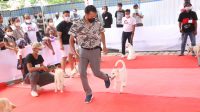 ANJING KINTAMANI