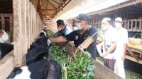 KAMBING