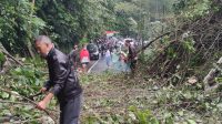 POHON TUMBANG