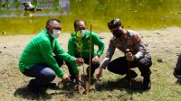 tanam mangrove