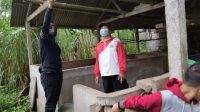 KANDANG BABI
