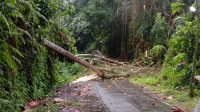 POHON TUMBANG