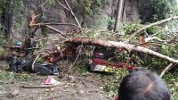 POHON TUMBANG