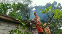 POHON TUMBANG