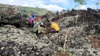 YAYASAN Bali Hijau Lestari melaksanakan penanaman 1.000 pohon di Bukit Payang, Desa Batur, Kintamani, Minggu (12/12/2021). Foto: ist YAYASAN Bali Hijau Lestari melaksanakan penanaman 1.000 pohon di Bukit Payang, Desa Batur, Kintamani, Minggu (12/12/2021). Foto: ist