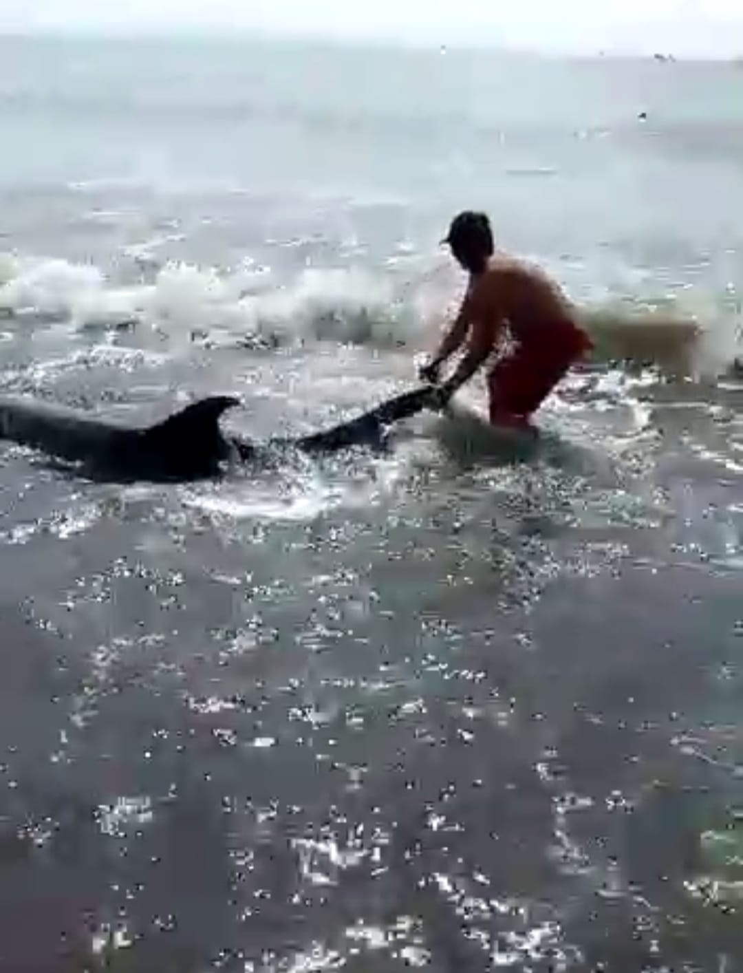 PENYELAMATAN lumba-lumba di Pantai Padanggalak, Denpasar, Kamis (13/1/2022) pagi. Lumba-lumba yang terdampar didorong kembali ke tengah laut oleh para relawan. Foto: ist