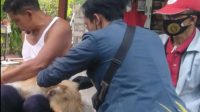 VAKSINASI ANJING