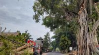 DAHAN pohon beringin di Desa Tamanbali, Bangli, kembali tumbang menimpa jaringan listrik dan sejumlah toko. Foto: ist DAHAN pohon beringin di Desa Tamanbali, Bangli, kembali tumbang menimpa jaringan listrik dan sejumlah toko. Foto: ist