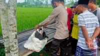 JASAD BAYI PEREMPUAN