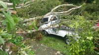 POHON TUMBANG