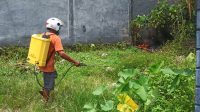 Warga melakukan pembasmian ulat bulu