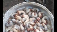IMG-20220413-WA0096