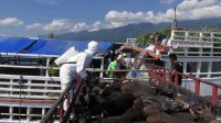 02864 Badung Ratusan Sapi dilayarkan