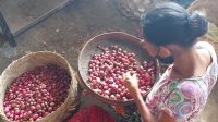 SEJAK dua pekan terakhir harga bawang merah di pasaran di Karangasem meroket. Foto: ist SEJAK dua pekan terakhir harga bawang merah di pasaran di Karangasem meroket. Foto: ist