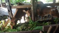 SEJAUH ini Dinas Pertanian, Pangan, dan Perikanan (DPPP) Karangasem belum menemukan adanya kasus penyakit mulut dan kuku (PMK) pada hewan ternak sapi di Karangasem. Foto: ist