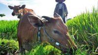 SEJUMLAH peternak di Kota Mataram, tengah menggembalakan sapi mereka di areal persawahan di Lingkar Selatan Kota Mataram, Sabtu (28/5/2022). Foto: ist SEJUMLAH peternak di Kota Mataram, tengah menggembalakan sapi mereka di areal persawahan di Lingkar Selatan Kota Mataram, Sabtu (28/5/2022). Foto: ist