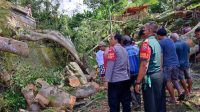 POHON bunut yang tumbang dan menimpa dua pura di Banjar Gunung Sari, Desa Jatiluwih, Kecamatan Penebel, Kamis (5/5/2022). Foto: ist POHON bunut yang tumbang dan menimpa dua pura di Banjar Gunung Sari, Desa Jatiluwih, Kecamatan Penebel, Kamis (5/5/2022). Foto: ist