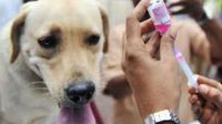 DINAS Pertanian, Pangan dan Perikanan Kabupaten Karangasem bersiap melaksanakan vaksinasi rabies massal. Mulai awal Januari sampai data terakhir, ada 41 kasus gigitan anjing di seluruh kecamatan. Foto: ist