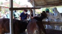 BUPATI TAMBA