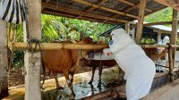 Penyemprotan desinfektan dan kesehatan ternak sapi di Kelompok Upo Sarinadi, Jembrana