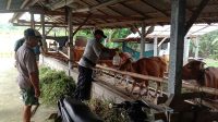 Pores Tabanan antisipasi PMK - ist