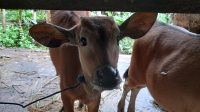 SAPI PMK