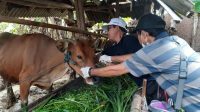 VAKSINASI HEWAN GIANYAR