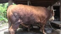 sapi-jokowi-lombok-utara-idul-adha-2022