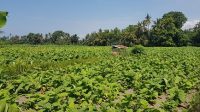 LAHAN pertanian di Kecamatan Sukawati, Gianyar ditanami tembakau. Foto: adi LAHAN pertanian di Kecamatan Sukawati, Gianyar ditanami tembakau. Foto: adi