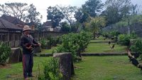 PETERNAK AYAM-1