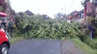 Pohon Bunut Tumbang,Timpa Bangunan Pura Dadia Pasek Gelgel