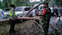 Pohon tumbang di Tamba Waras - ist