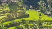 ABIAN DESA RICE TERRACE PAKUDUI-5