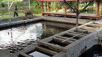 KOLAM KOI-2