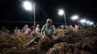PETANI BAWANG