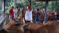 SAPI KARANGASEM