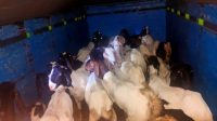 KAMBING