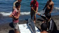 Bangkai Lumba-lumba Terdampar di Pantai Penimbangan