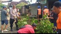 POHON TUMBANG