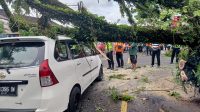 Pohon Tumbang Perean - ist