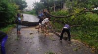 Pohon tumbang di Banjar Dinas Sebudi, Desa Sebudi, Kecamatan Selat, Karangasem