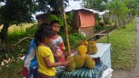 MUSIM DURIAN