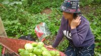 NI Wayan Suci salah seorang petani labu siam turut mengakui dampak cuaca buruk telah menyebabkan hasil produksinya turun. Foto: ist NI Wayan Suci salah seorang petani labu siam turut mengakui dampak cuaca buruk telah menyebabkan hasil produksinya turun. Foto: ist