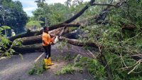PERSONEL TRC BPBD Buleleng saat mengevakuasi pohon tumbang di Jalan Singaraja-Gilimanuk tepatnya di Banjar Dinas Tegallenga, Desa Kalisada, Kecamatan Seririt. Foto: ist PERSONEL TRC BPBD Buleleng saat mengevakuasi pohon tumbang di Jalan Singaraja-Gilimanuk tepatnya di Banjar Dinas Tegallenga, Desa Kalisada, Kecamatan Seririt. Foto: ist