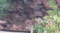 SEJUMLAH pohon tumbang sampai menimbulkan kerusakan, dan tanah longsor juga kembali terjadi di Bangli. Foto: ist SEJUMLAH pohon tumbang sampai menimbulkan kerusakan, dan tanah longsor juga kembali terjadi di Bangli. Foto: ist