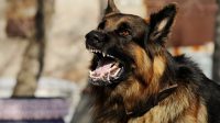 SEBANYAK 67 desa di Karangasem masuk sebagai zona merah rabies pada tahun 2022. Foto: ist SEBANYAK 67 desa di Karangasem masuk sebagai zona merah rabies pada tahun 2022. Foto: ist