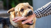 ILustrasi gigitan anjing